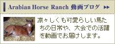 Arabian Horse Ranch uO@zX炵n̓Ał̊𓮉ł͂܂B